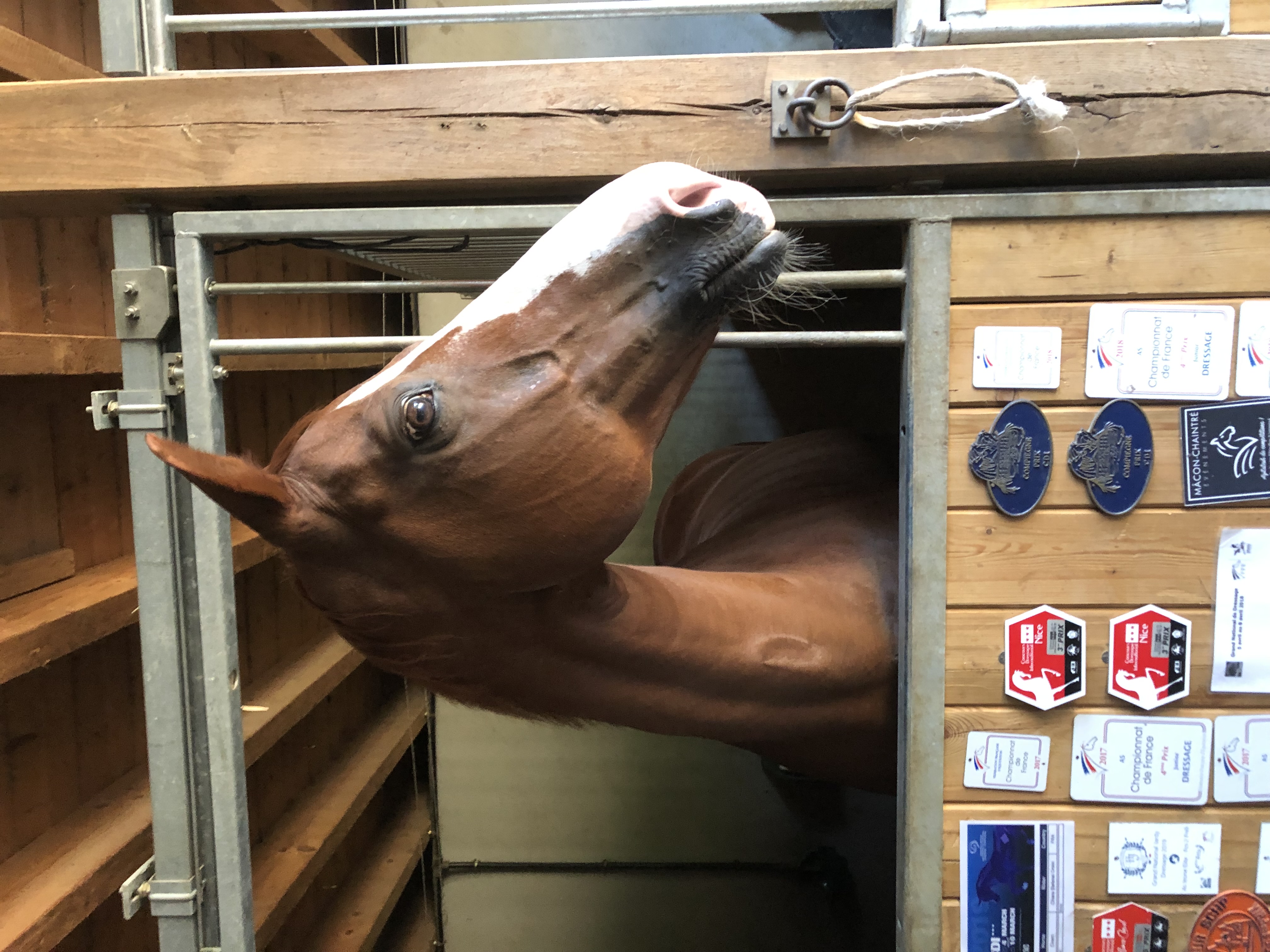 Cheval en concours